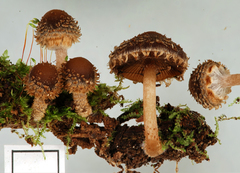 Psathyrella echinata