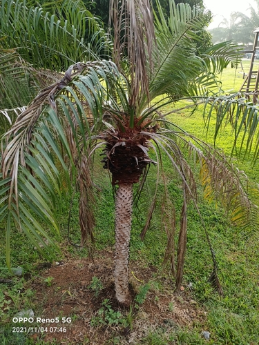 Phoenix roebelenii