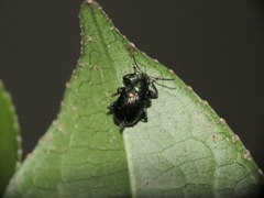 Basilepta modesta