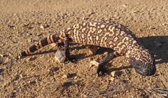 Heloderma suspectum suspectum