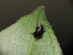 Basilepta modesta