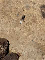 Rhinella atacamensis