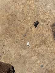 Rhinella atacamensis