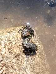 Rhinella atacamensis