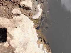 Rhinella atacamensis