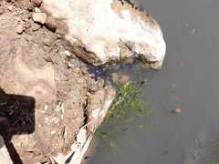 Rhinella atacamensis