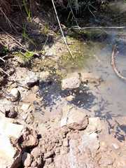 Rhinella atacamensis