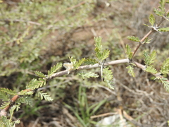 Plectrocarpa tetracantha