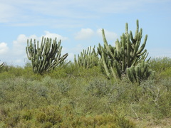 Stetsonia coryne