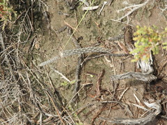 Pterocactus tuberosus