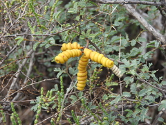 Prosopis reptans
