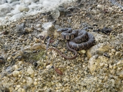 Nerodia erythrogaster
