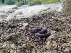 Nerodia erythrogaster