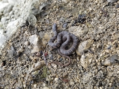 Nerodia erythrogaster
