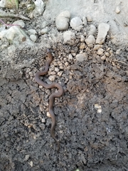 Haldea striatula