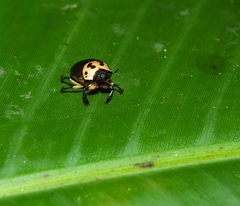 Canthon triangularis