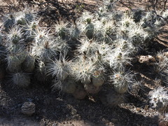 Tephrocactus alexanderi