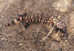 Heloderma suspectum suspectum