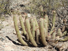 Trichocereus strigosus