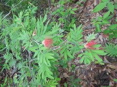 Calliandra hirsuta