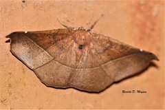 Microgonia perfulvata