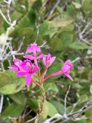 Epidendrum denticulatum
