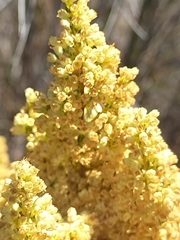Erica leucanthera