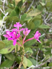 Epidendrum denticulatum