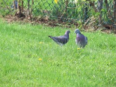 Columba livia domestica