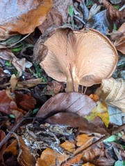 Paralepista flaccida