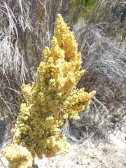 Erica leucanthera