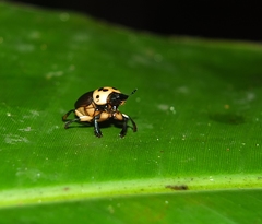 Canthon triangularis