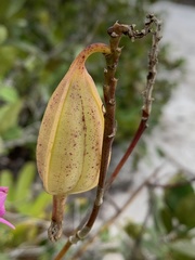 Epidendrum denticulatum