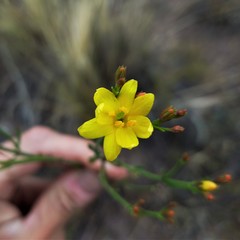 Menodora decemfida