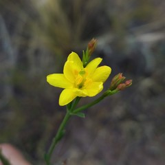 Menodora decemfida