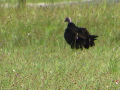 Cathartes aura image