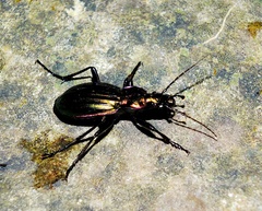 Carabus solieri