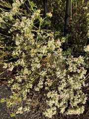 Eriogonum fasciculatum fasciculatum