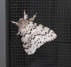 Lymantria pelospila