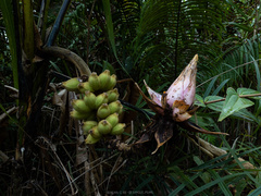 Musa hirta