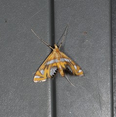 Margarosticha