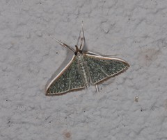 Myrmidonistis hoplora