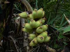 Musa hirta
