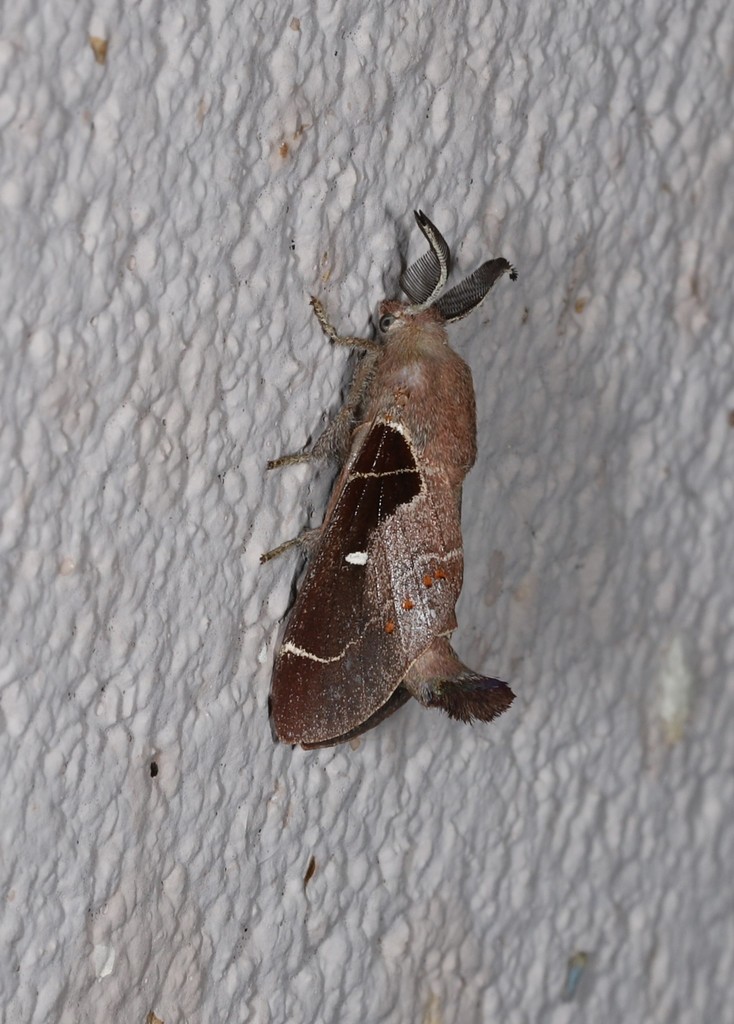 Pinara divisa