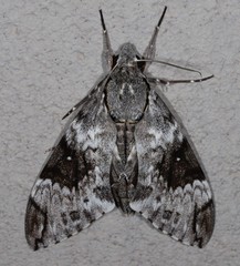 Psilogramma papuensis