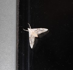 Sericophylla nivalis
