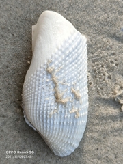 Cyrtopleura