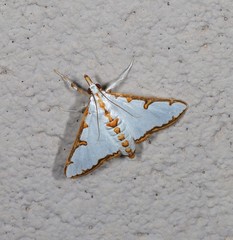 Cirrhochrista aetherialis