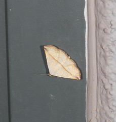 Eublemma perversicolor