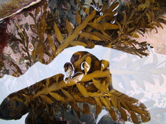 Carpophyllum maschalocarpum